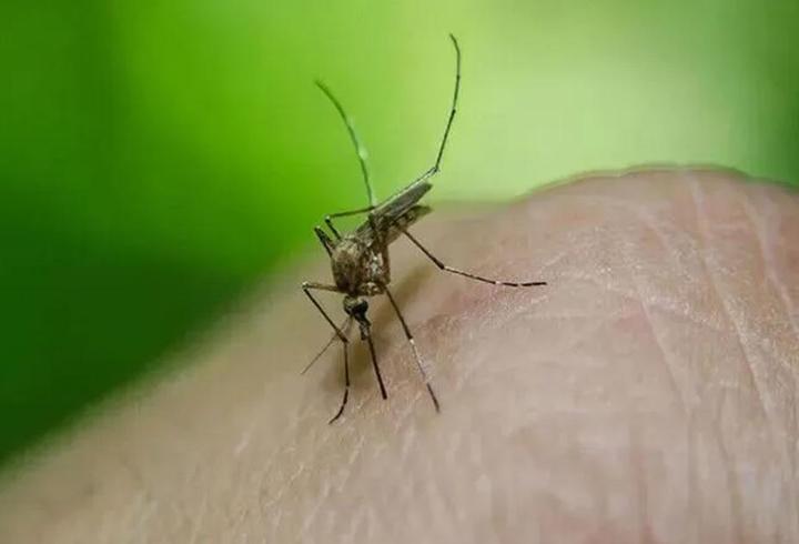 بلجيكا ترصد أول حالات يُشتبه بانتقالها محلياً لفيروس غرب النيل