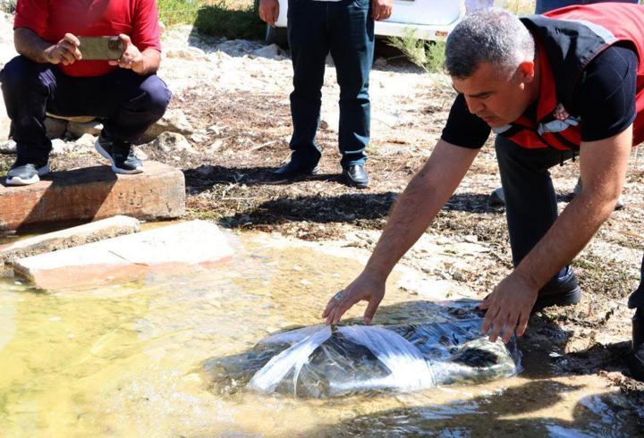 إطلاق 40 ألف سمكة صغيرة في سدود وبرك غازي عنتاب لدعم الثروة المائية